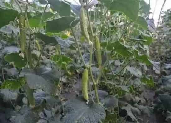 种菜|雨季好适合种什么蔬菜