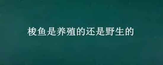 梭鱼是养殖的还是野生的