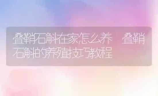 叠鞘石斛在家怎么养 叠鞘石斛的养殖技巧教程 | 养殖资料投稿