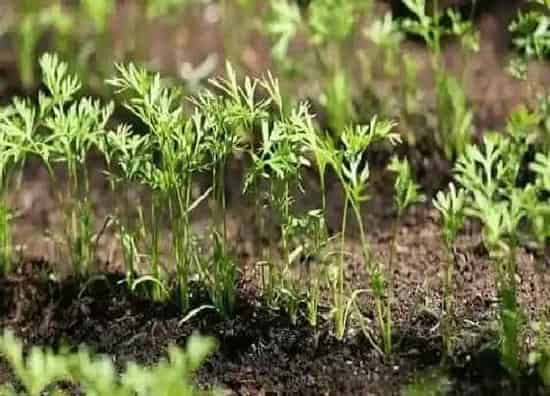 种菜|雨季好适合种什么蔬菜