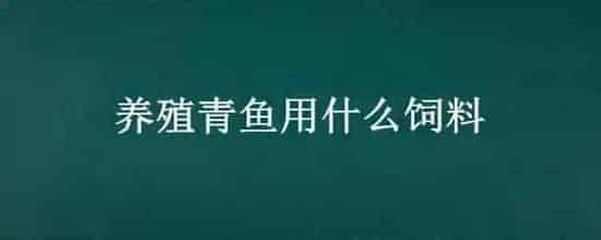 养殖青鱼用什么饲料