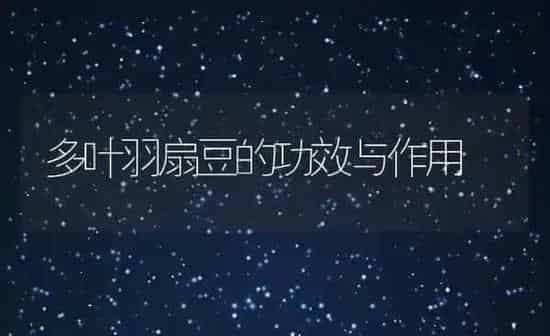 多叶羽扇豆的功效与作用 | 养殖资料投稿
