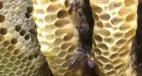 蜂巢是怎么筑成的