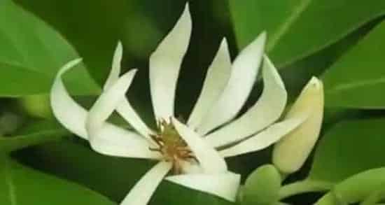 白兰花怎么养 养殖白兰花的注意事项