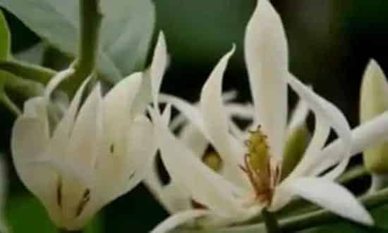 白兰花怎么养 养殖白兰花的注意事项