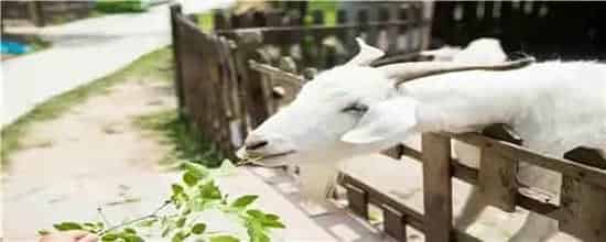 新生羊羔不吃奶是怎么回事