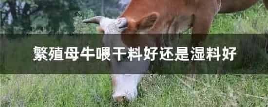 繁殖母牛喂干料好还是湿料好