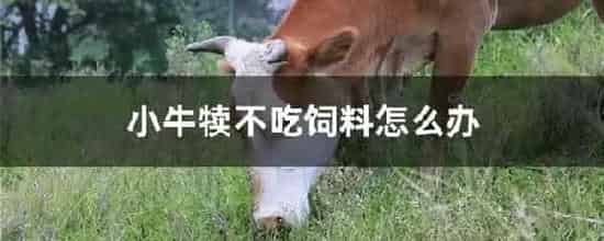 小牛犊不吃饲料怎么办