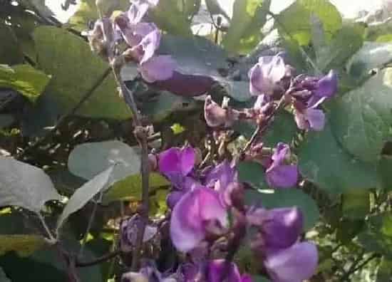 种植前景|梅豆亩产量多少斤 种植一亩梅豆的效益及利润
