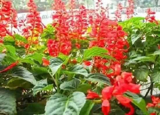 养花|小区绿化适合种什么花 小区绿化种植哪些花卉植物
