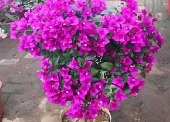 养花|小区绿化适合种什么花 小区绿化种植哪些花卉植物