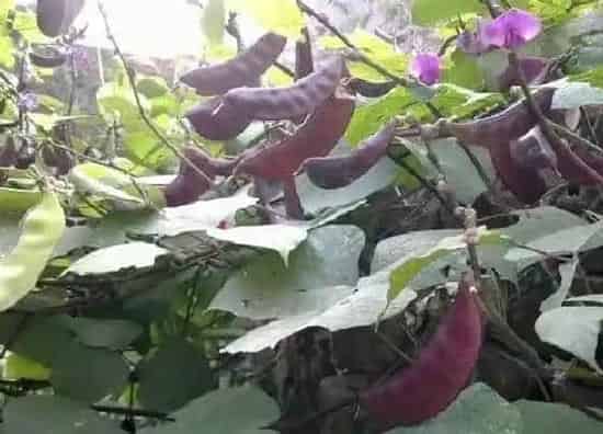 种植前景|梅豆亩产量多少斤 种植一亩梅豆的效益及利润