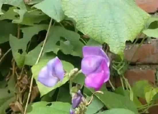 种植前景|梅豆亩产量多少斤 种植一亩梅豆的效益及利润