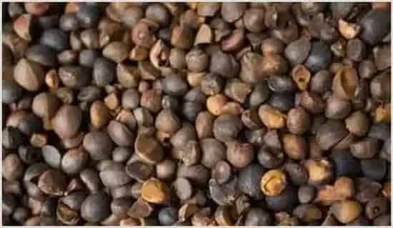 2020年茶籽价格多少钱一斤？油茶种植前景及风险分析 | 养殖项目前景