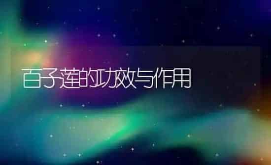 百子莲的功效与作用 | 养殖资料投稿