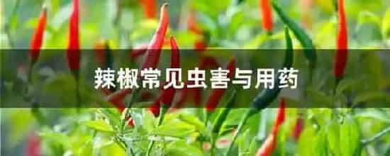 辣椒常见虫害与用药