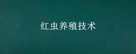 红虫养殖技术