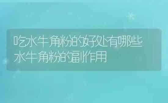 吃水牛角粉的好处有哪些 水牛角粉的副作用 | 养殖资料投稿