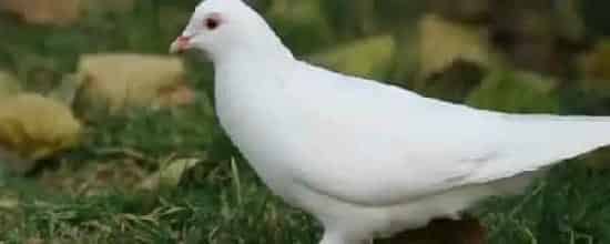 鸽子是否为保护动物？