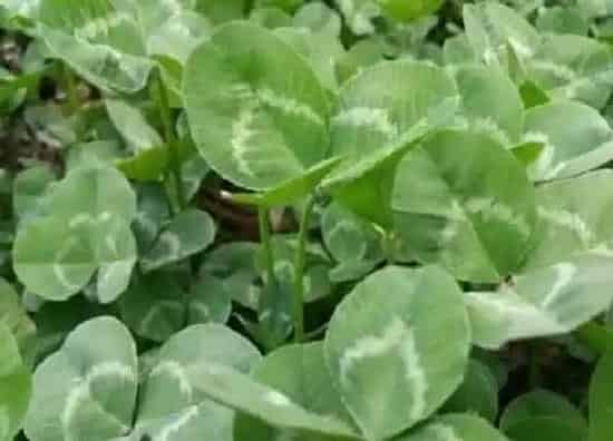 种植前景|苜蓿草南方可以种吗