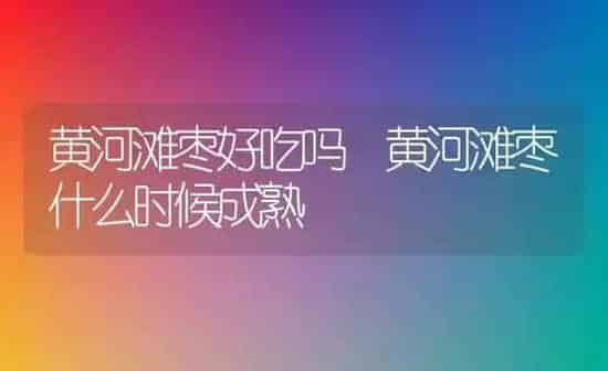 黄河滩枣好吃吗 黄河滩枣什么时候成熟 | 养殖资料投稿