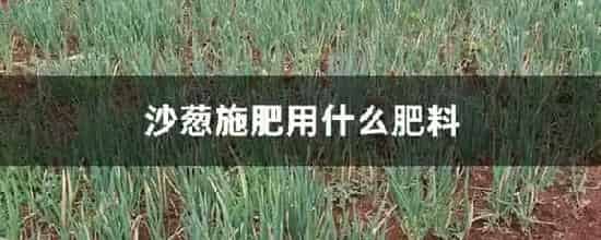 沙葱施肥用什么肥料