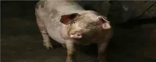 怀孕母猪拉稀偏方