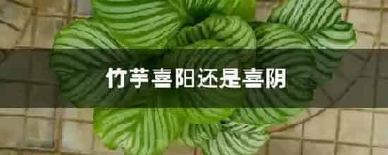 竹芋喜阳还是喜阴