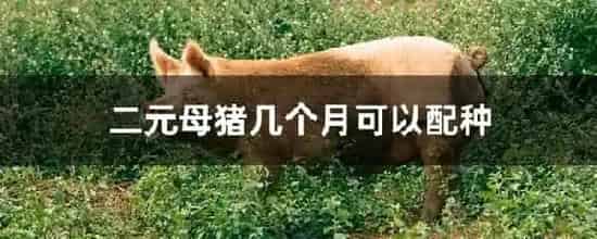 二元母猪几个月可以配种