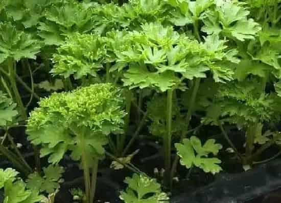 蔬菜|夏季适合种植什么蔬菜 夏天种什么蔬菜最好