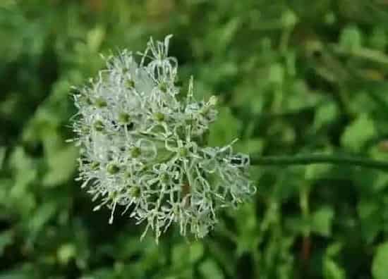 种植前景|河南蒜苔什么时候收获 几月份收获