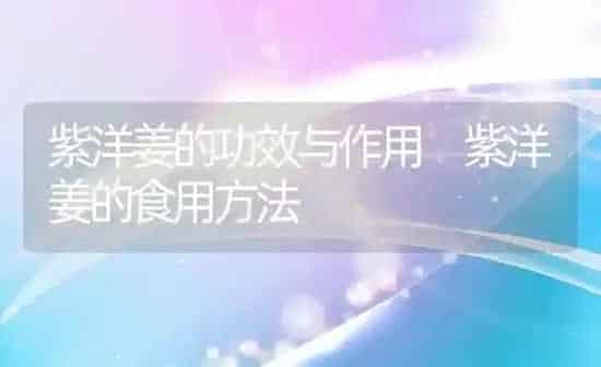 紫洋姜的功效与作用 紫洋姜的食用方法 | 养殖资料投稿