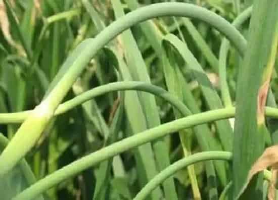 种植前景|河南蒜苔什么时候收获 几月份收获