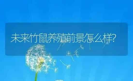 未来竹鼠养殖前景怎么样? | 养殖资讯