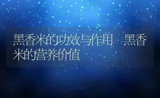 黑香米的功效与作用 黑香米的营养价值 | 养殖资讯