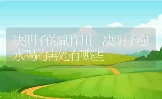 决明子的副作用 决明子泡水喝的害处有哪些 | 养殖资料投稿