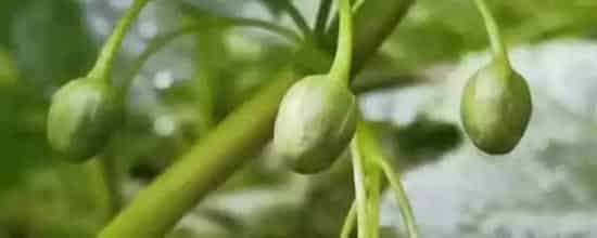 八角金盘的养殖方法和注意事项有哪些