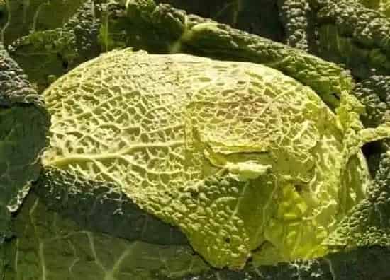 种菜|秋天适合种什么菜