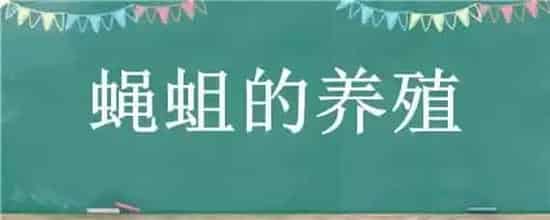 蝇蛆的养殖