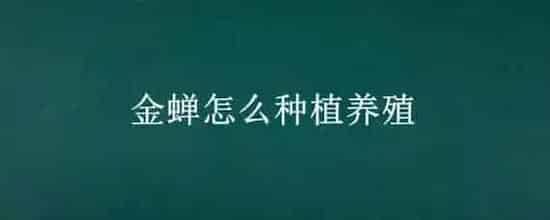 金蝉怎么种植养殖