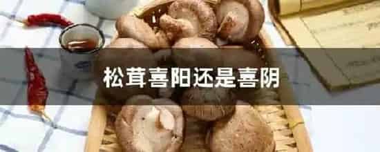 松茸喜阳还是喜阴