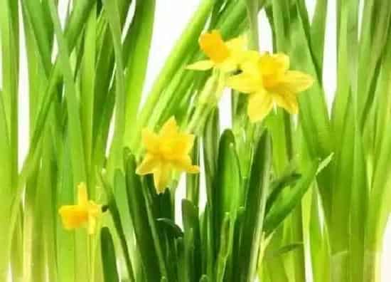 养花|粗陶花盆适合种什么花