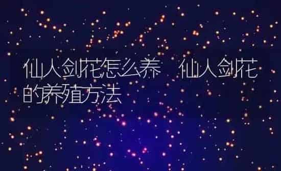 仙人剑花怎么养 仙人剑花的养殖方法 | 养殖资料投稿