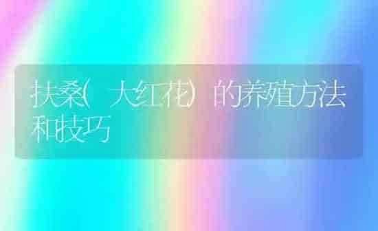 扶桑(大红花)的养殖方法和技巧 | 养殖资料投稿