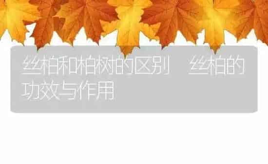 丝柏和柏树的区别 丝柏的功效与作用 | 养殖资料投稿