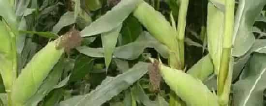 金苑玉z658玉米种子特征特性附简介