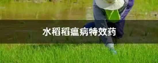 水稻稻瘟病特效药