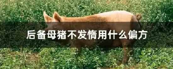 后备母猪不发惰用什么偏方