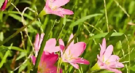 花卉养殖技巧 如何才能养殖好花卉？