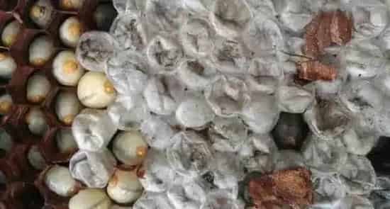 蜂蛹的功效与作用及禁忌人群